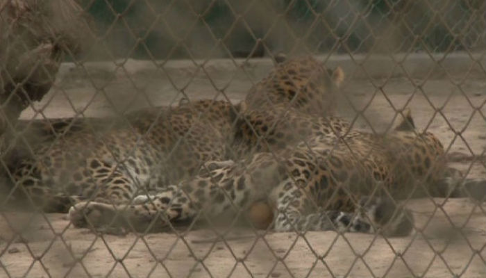 Growing pride: leopardess gives birth to four cubs at Peshawar zoo