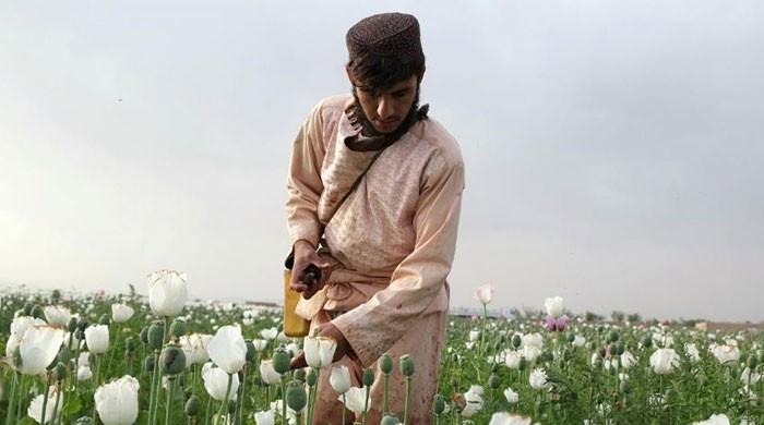 Afghan farmers stick to growing opium in face of less lucrative options  An Afghan man works on a poppy field in Kandahar, Afghanistan, April 25, 2018. Photo: Reuters KANDAHAR: Afghan farmers are busy in their poppy fields as the annual opium harvest begins, underscoring the government’s failure to stamp out a crop...