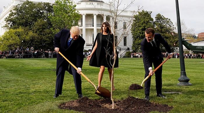 Trump and Macron planted a tree -- but where did it go?  US President Donald Trump and French President Emmanuel Macron plant a tree. Photo: ReutersThe photograph was seen around the world: US President Donald Trump and France´s Emmanuel Macron, gilded spades in hand, shovelling dirt over a young...