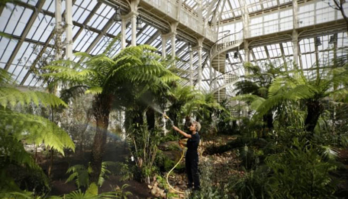 Giant London glasshouse with world´s rarest plants reopens