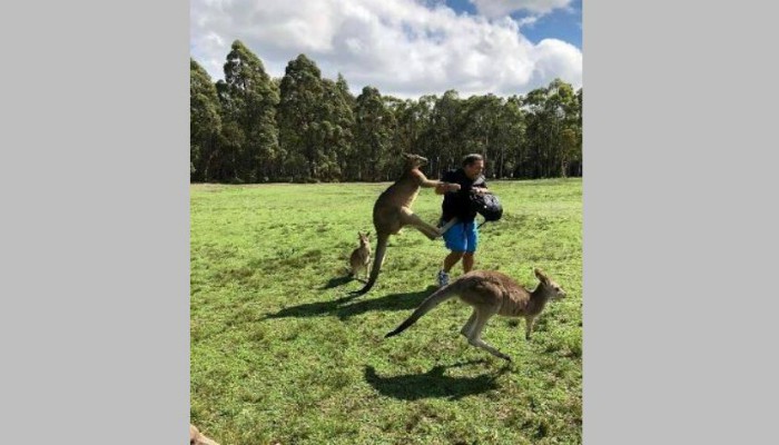 Carrot-addicted kangaroos hopping mad at tourists