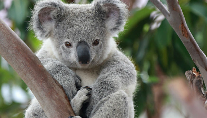 Australia pledges cash to help save the koala 