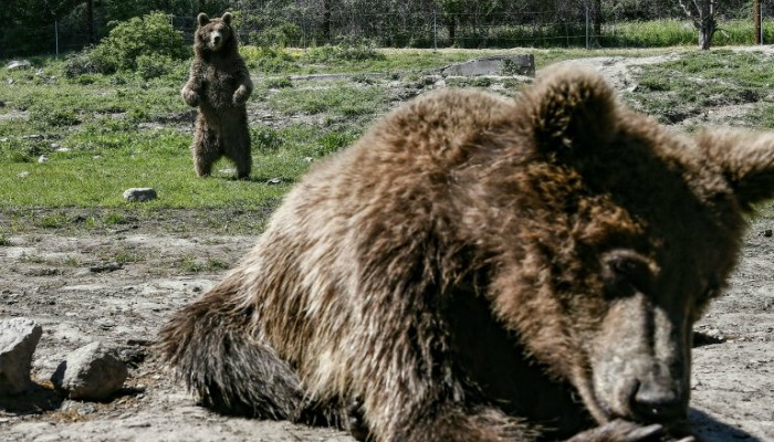 Traumatised bears, wolves find solace at Greek sanctuary