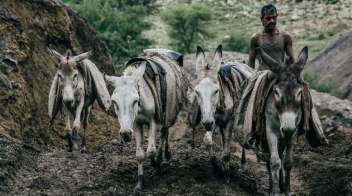 Pakistan’s iron equines’ bray falls on deaf ears Pakistan’s iron equines’ bray falls on deaf ears