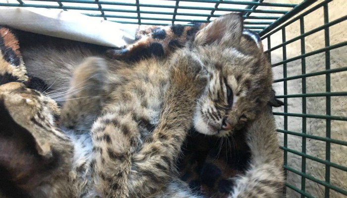 'Hello kitties' turns to 'beware bobcats' in Texas