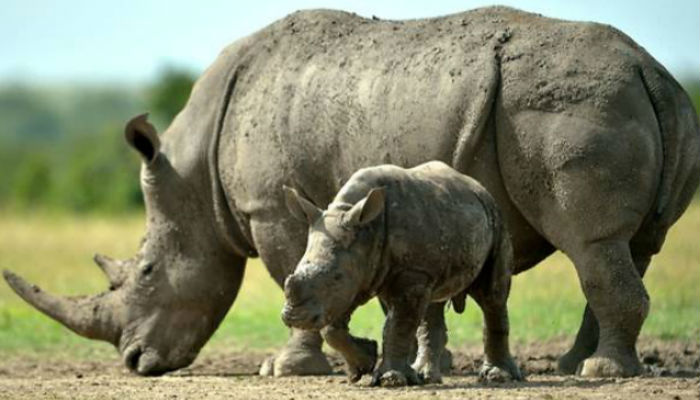 Pregnancy of southern white rhino at US zoo could save subspecies