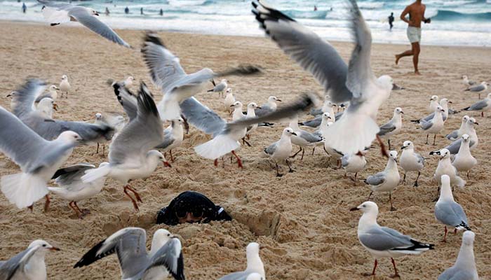 Ready, aim, fire: Australian diners given water pistols to ward off seagulls