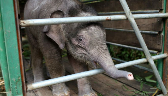 Six pygmy elephants found dead on Malaysian Borneo