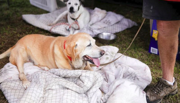 A Noah's Ark of animals rescued from Hawaii lava