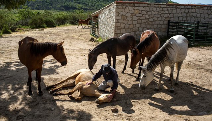 Spain horse whisperer's animals mirror stress sufferers' state of mind