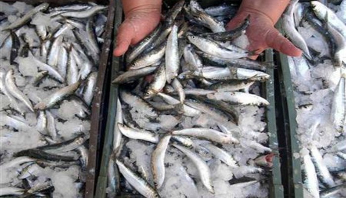 Oily fish still a good habit for heart health, US doctors say