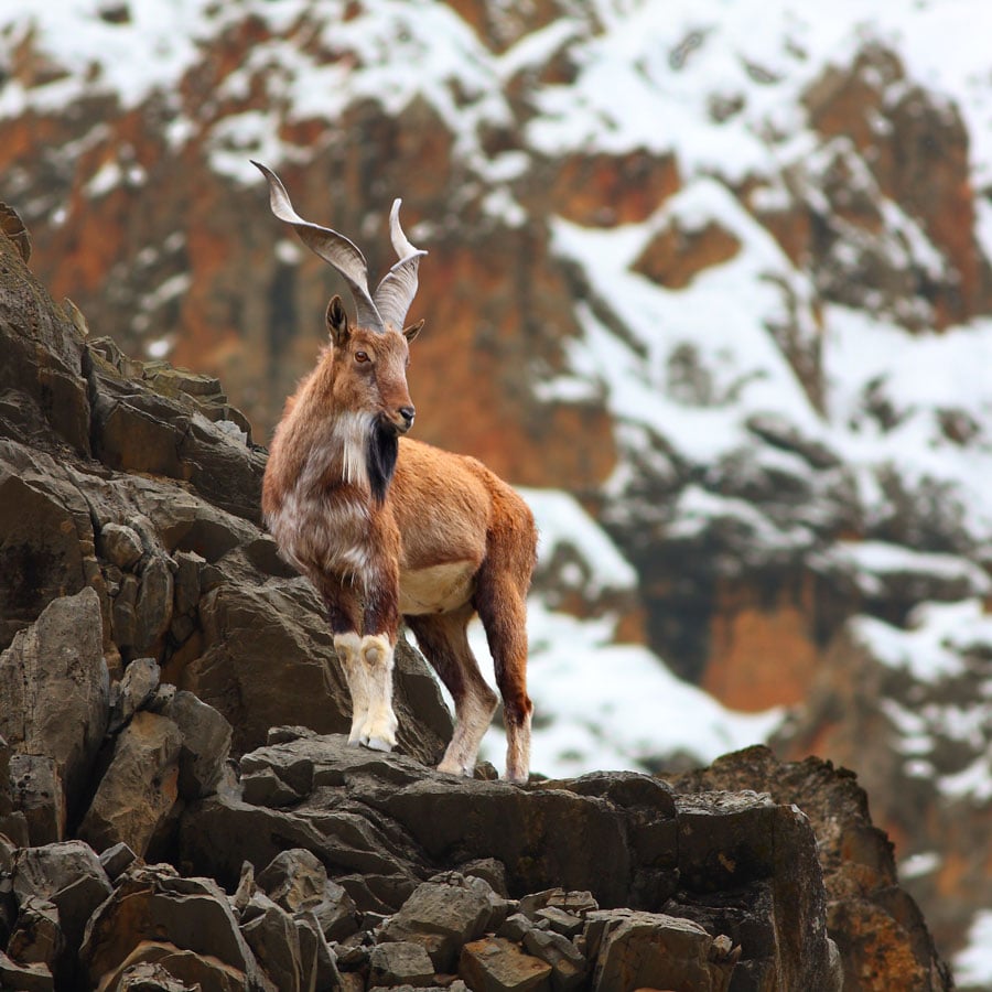 Do you know why the Markhor is Pakistan’s national animal?