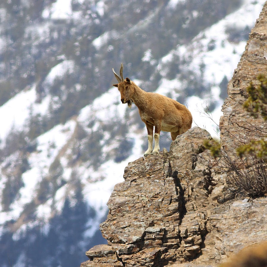 Do you know why the Markhor is Pakistan's national animal?