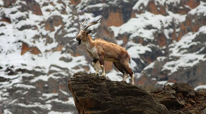 Do you know why the Markhor is Pakistan's national animal?