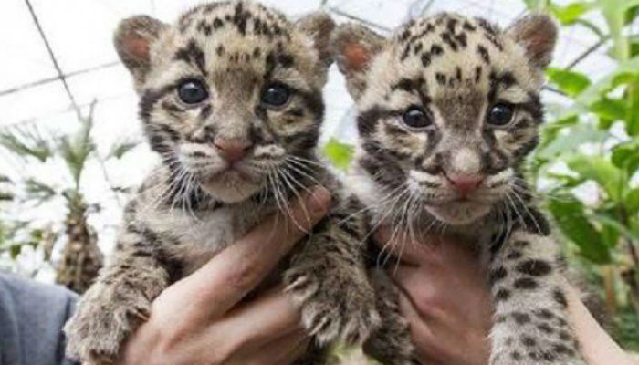 Three leopard cubs die a month after birth at Peshawar zoo