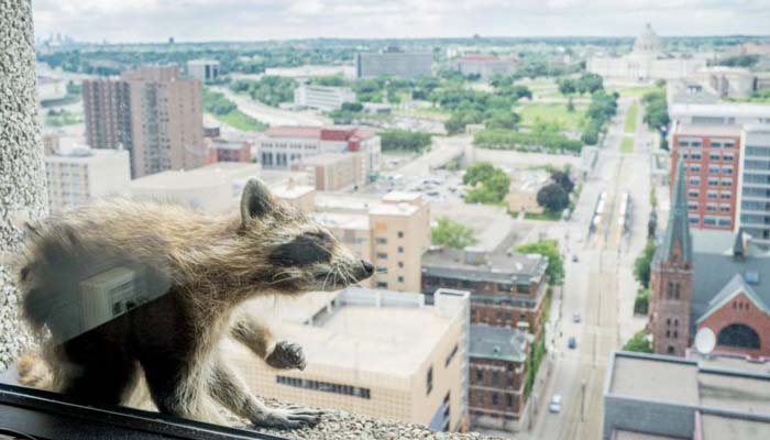 Minnesota online sensation raccoon captured atop skyscraper