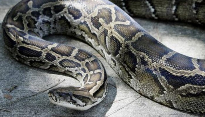 Indonesian woman swallowed by giant python