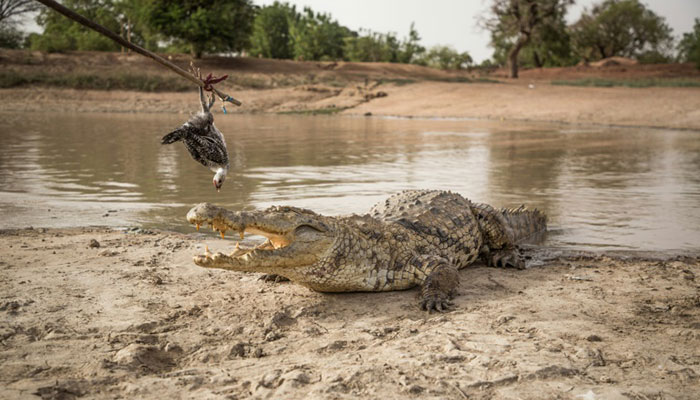 Sacred snappers: The village where crocodiles are welcome