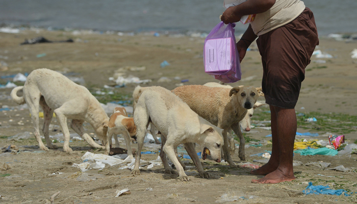 Karachi fishermen feed islands full of stray dogs