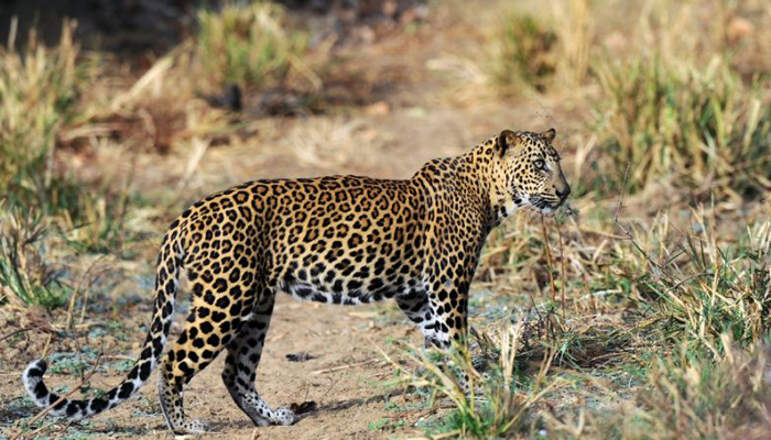 Sri Lanka arrests villagers for killing leopard