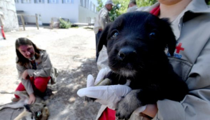 Chernobyl’s stray dogs offered new life in US
