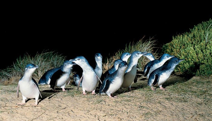 Dismay at ‘lenient’ Australian penguin killer sentence