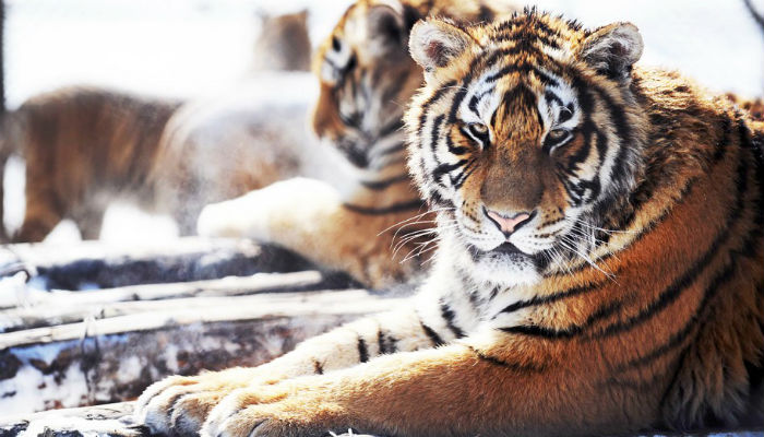 Peshawar zoo gets three pairs of tigers