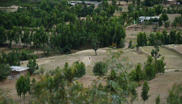 'Green gold': Pakistan plants hundreds of millions of trees