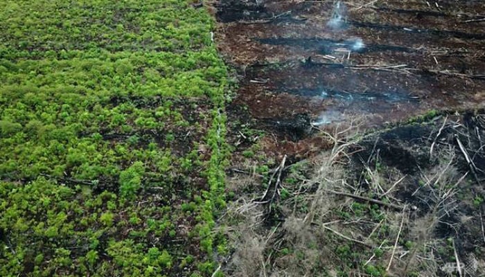 Palm oil 'decimating' wildlife, solutions elusive: report