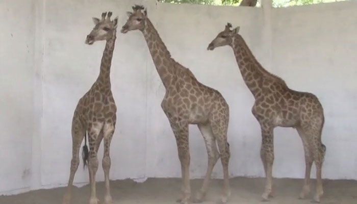 South African giraffe dies at Lahore zoo