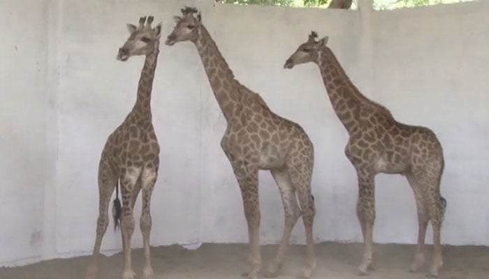 South African giraffe dies at Lahore zoo