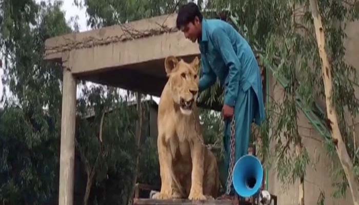 PML-N supporter walks lion around NA-127 to campaign for Maryam Nawaz