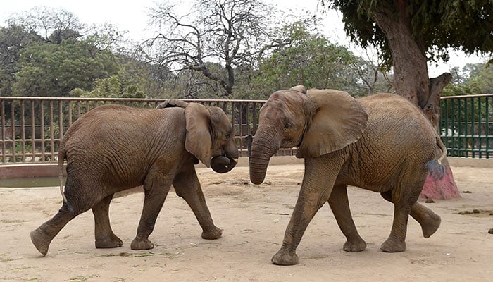 Shortage of vets spells misery for Karachi zoo animals