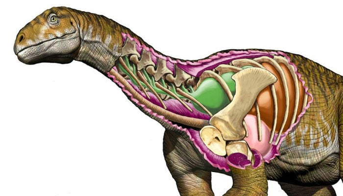 Giant dinosaur bones get archeologists rethinking Triassic period