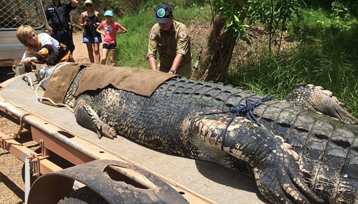 Australia monster croc caught after eight-year hunt