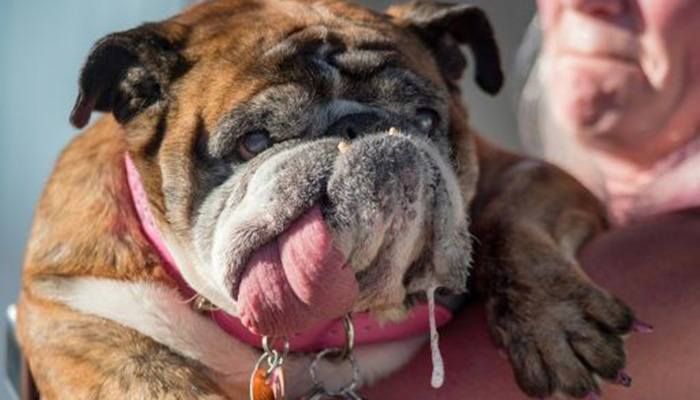RIP: World’s Ugliest Dog dead at age 9