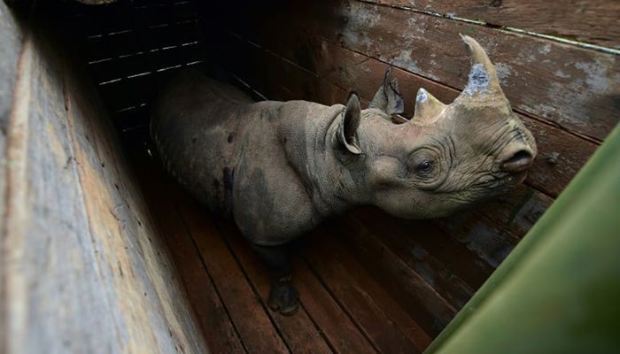 Seven rhinos die after move to a new park in Kenya
