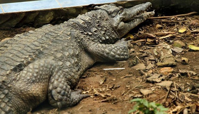 Indonesian mob butchers hundreds of crocodiles in revenge attack