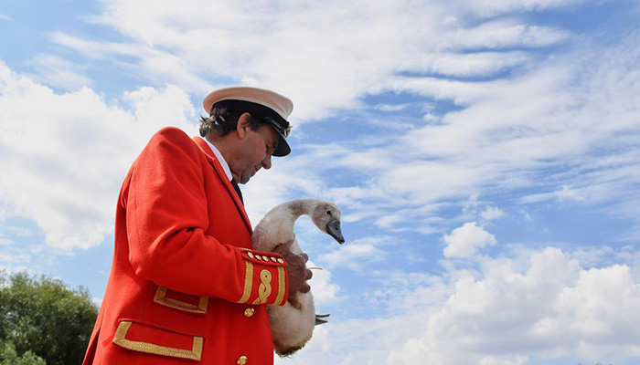 Queen Elizabeth owns how many swans? Annual count gets underway