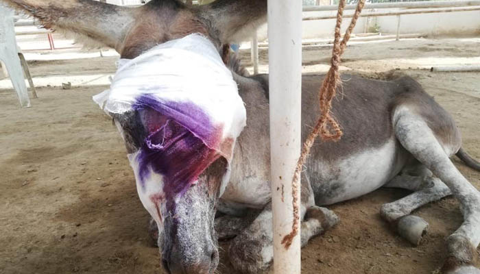 Another donkey tortured, severely injured in Karachi