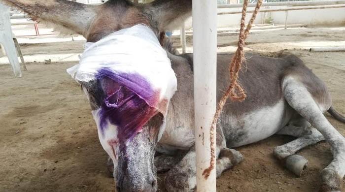 Another donkey tortured, severely injured in Karachi
