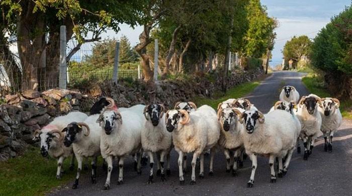 Bulgaria reports another case of ovine rinderpest