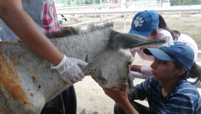 Donkey subjected to horrible abuse by political party's supporters succumbs to death
