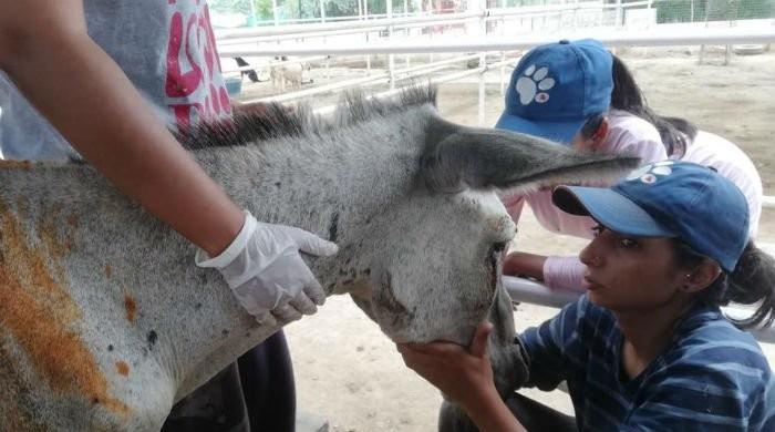 Donkey tortured by political party's supporters passes away