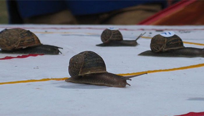 Ready, steady, slow: snails slug it out at racing world championship