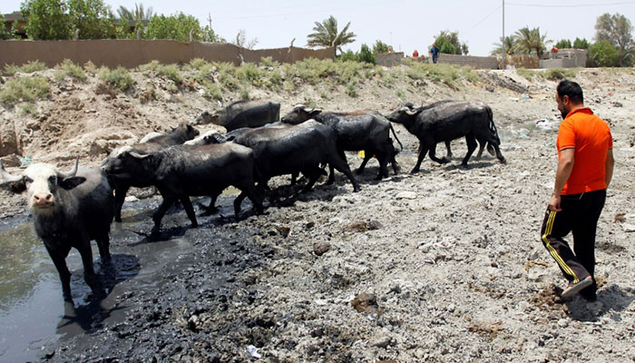 Iraqi farmers fight to save cattle from drought