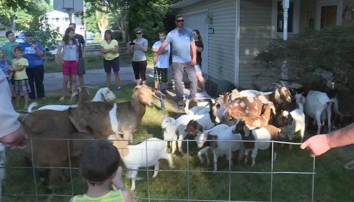 Who let the goats out?