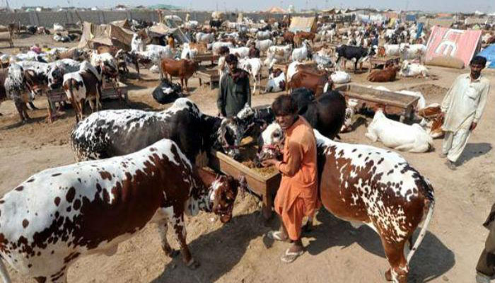 Ban ordered on 'illegal supply' of cattle to Afghanistan from KP