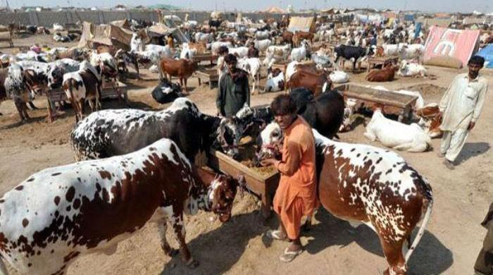 Ban ordered on 'illegal supply' of cattle to Afghanistan from KP