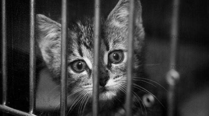 Being a voice for the voiceless 